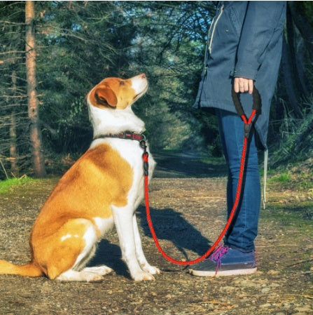 Collars and Leashes